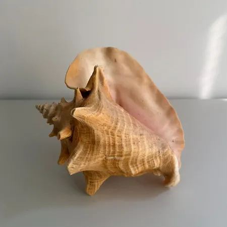 Edda Maison Centralissimo Sul Lungomare Con Posto Auto E Giardino Privato *